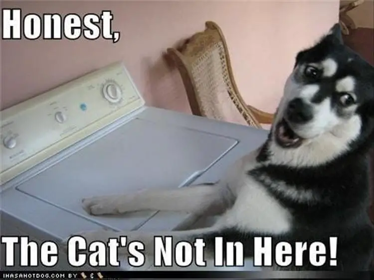 Husky standing with its paws on top of the washing machine photo with text - Honestly, the cat's not here!