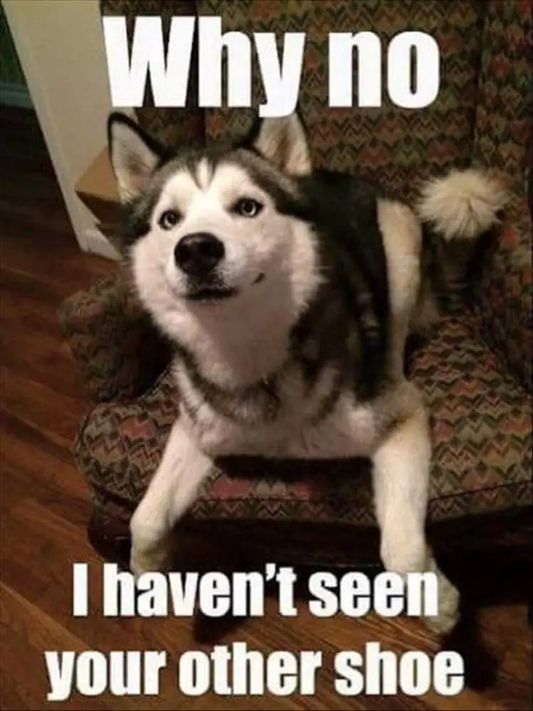Husky lying on the chair with its sweet face photo with text - why no, I haven't seen your other shoe.