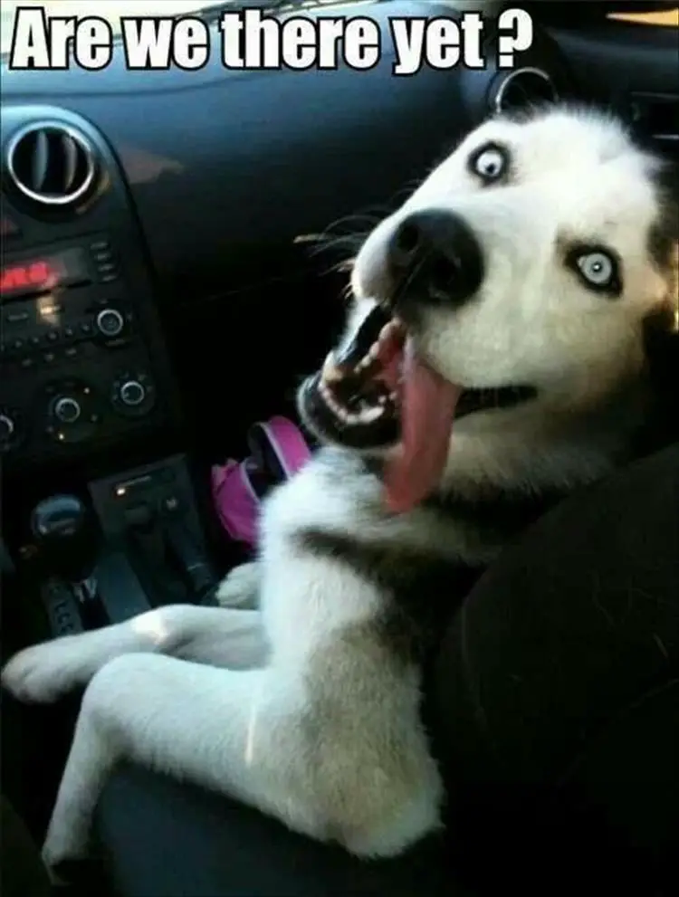 Husky sitting on the passenger seat while looking back with its tongue hanging out from the side of its open mouth photo with text - Are we there yet?
