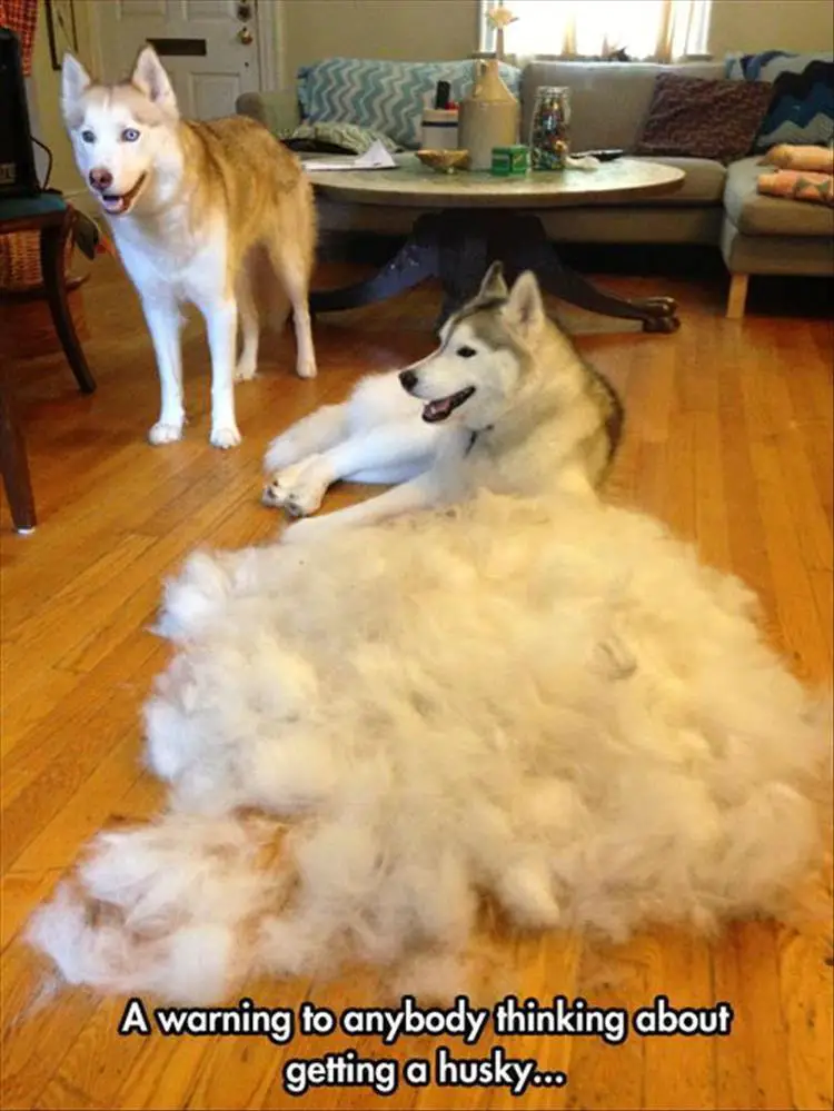 Husky lying on the floor in front of its shed fur and the other Husky is standing behind him photo with text - A warning to anybody thinking about getting a husky...
