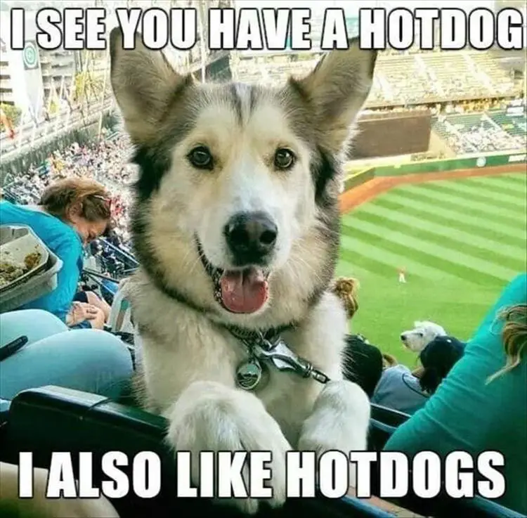 Husky sitting on the bench in the baseball game while facing on the back while smiling and with its paws on the back of the bench photo with text - I see you have a hotdog. I also like hotdogs