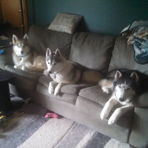 three huskies resting on the sofa