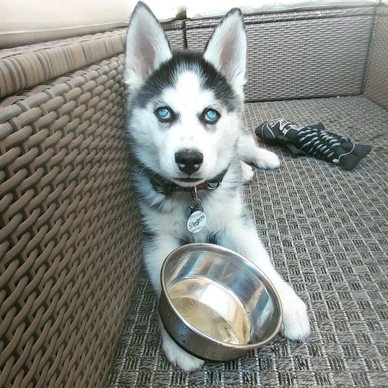 husky puppy with a bowl