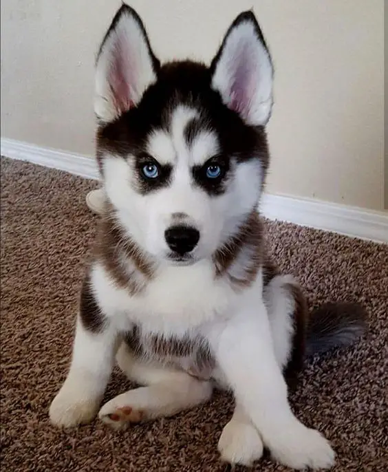 Husky puppy sitting on the floor with a furious expression