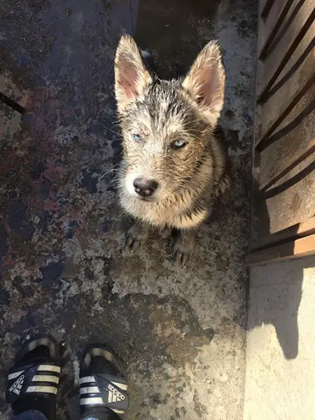 Husky puppy covered in mud