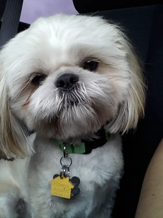An Imperial Shih Tzu sitting in the passenger seat