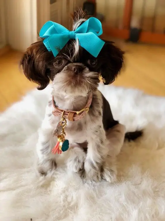 A Imperial Shih Tzu with a blue ribbon on top of its head while sitting on the carpet