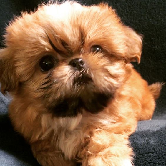 A brown Imperial Shih Tzu lying on the couch with its adorable face