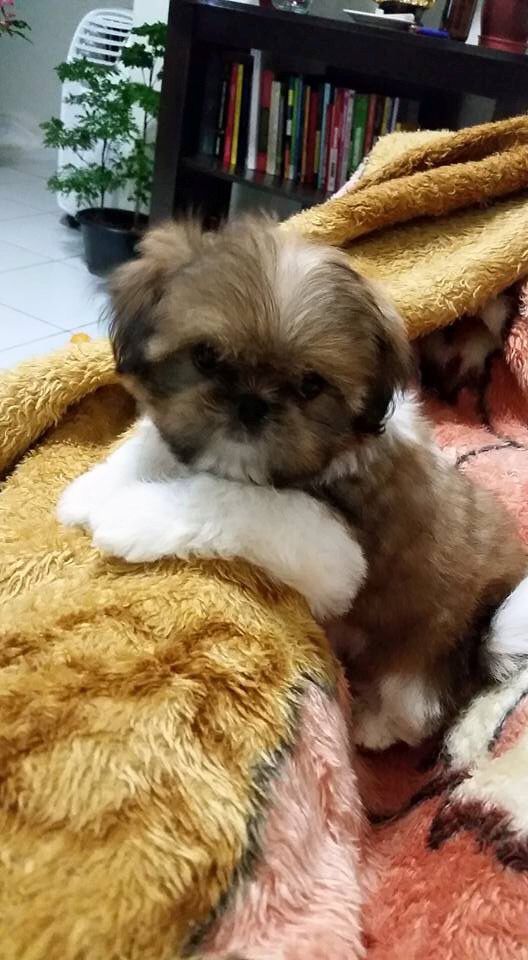 A Imperial Shih Tzu puppy lying on its bed