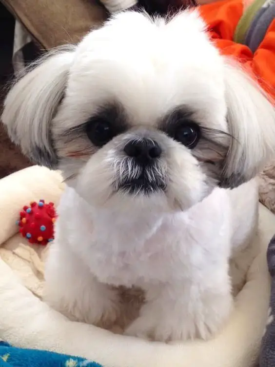 A white Imperial Shih Tzu sitting on tis bed with its adorable face