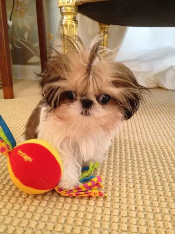 A Imperial Shih Tzu sitting on the floor with its toy
