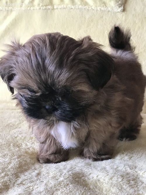 A Imperial Shih Tzu standing on the couch