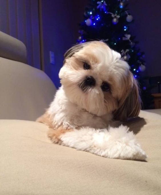 An Imperial Shih Tzu lying on the couch while tilting its head