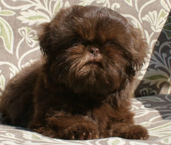 A brown Imperial Shih Tzu lying on the couch under the sun