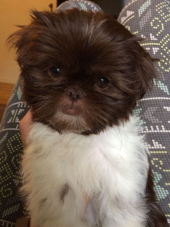 A Imperial Shih Tzu lying on top of the lap of a person sitting on the floor