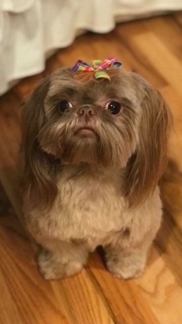 A Imperial Shih Tzu with a colorful ribbon tie on top of its head while sitting on the floor