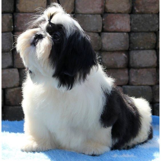 A Imperial Shih Tzu sitting on its bed while under the sun