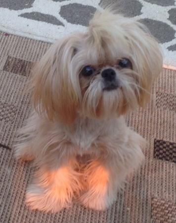 An Imperial Shih Tzu sitting on the carpet