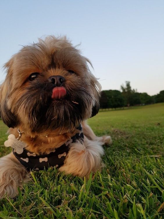 A brown Imperial Shih Tzu lying on the grass at the park wile licking its mouth