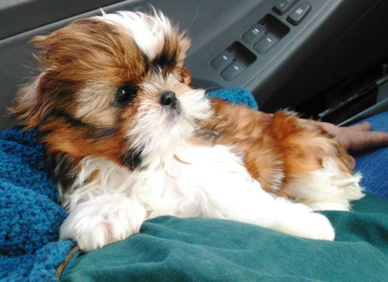 An Imperial Shih Tzu lying next to the person sitting in the passenger seat