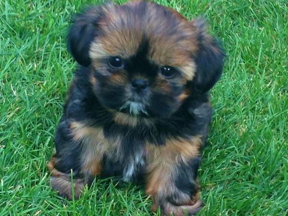 A Imperial Shih Tzu lying in the grass