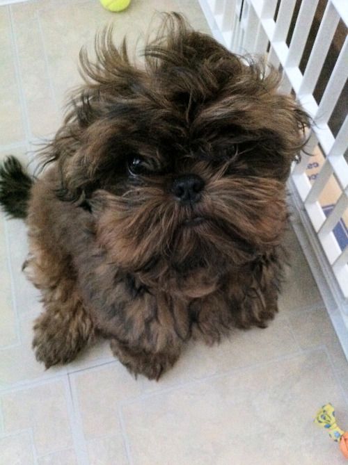 A Imperial Shih Tzu sitting on the floor next to the fence