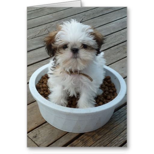 An Imperial Shih Tzu sitting on top its bowl filled with dog food