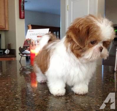 An Imperial Shih Tzu standing on the counter top