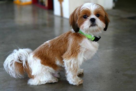 An Imperial Shih Tzu sitting on the floor