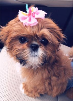 A brown Imperial Shih Tzu with a pink ribbon on top of its head while sitting in the passenger seat