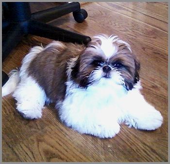 A Imperial Shih Tzu lying on the floor