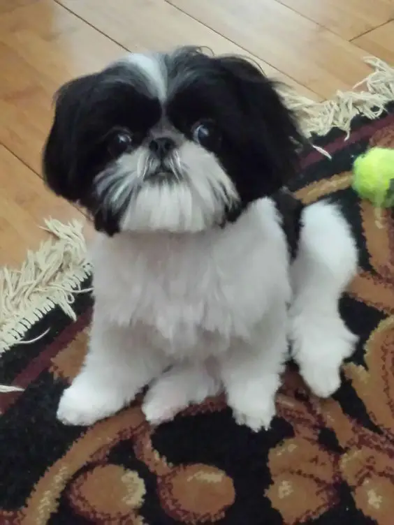 A Imperial Shih Tzu sitting on the carpet