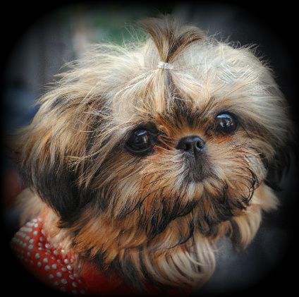 Adorable face of a Imperial Shih Tzu