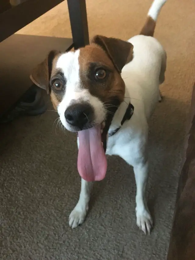 Jack Russell standing on the floor with its tongue out