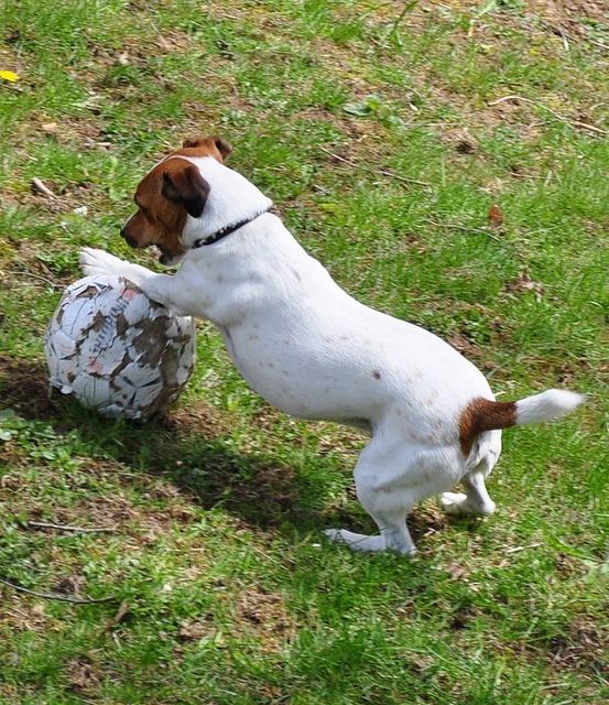 Jack Russell playing with a soccer ball in the field