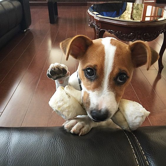 Jack Russell standing up behind the couch with a chew bone in between its face and hand while raising its one paw