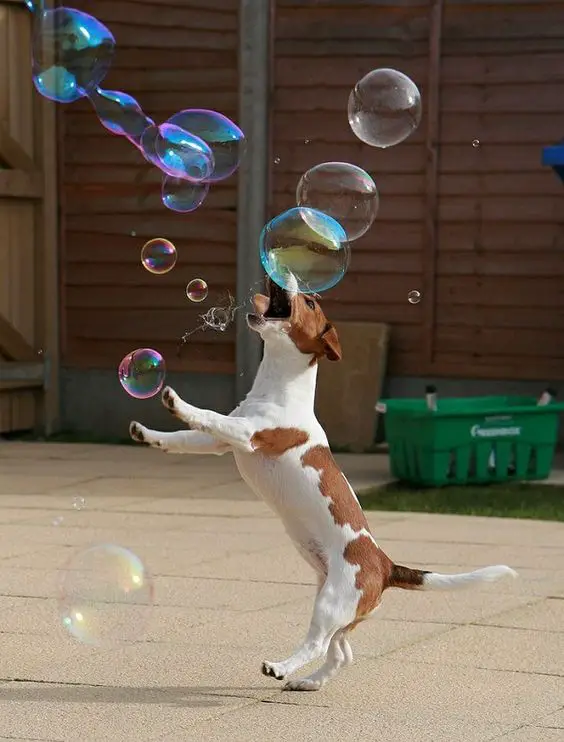 Jack Russell jumping while catching the Bubbles floating in the air