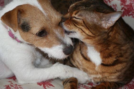 Jack Russell lying on the bed next to a sleeping cat