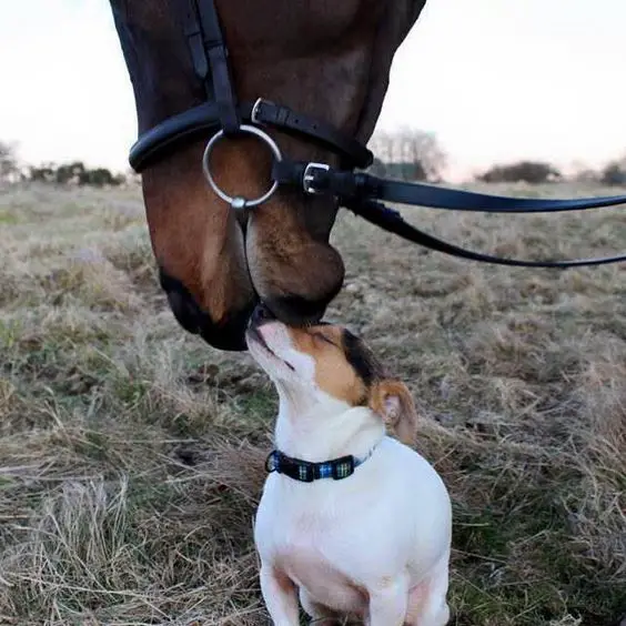 Jack Russell sitting on the green grass while a horse is kissing the top of its muzzle