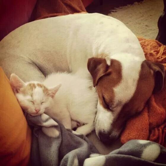 Jack Russell curled up sleeping beside a kitten in their bed