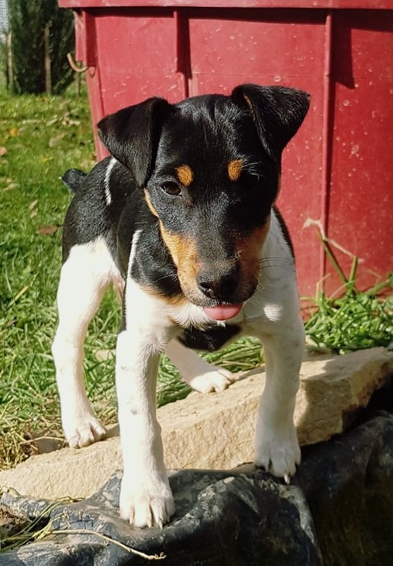 Jack Russell Terrier standing on top of the cement in the garden