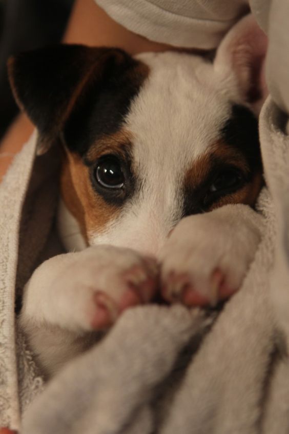 Jack Russell Terrier wrapped in a towel in its owner arms