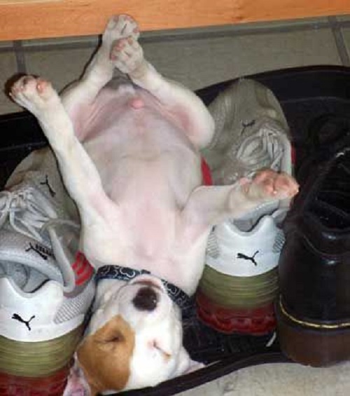 Jack Russell dog sleeping upside down in between the pair of shoes