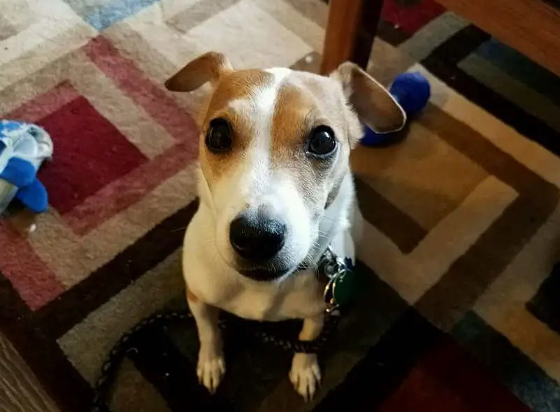 Jack Russell dog sitting on the floor with its begging face