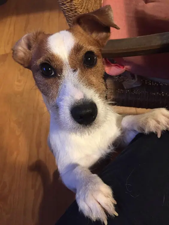 Jack Russell Terrier standing up leaning against the lap of a person with its begging face