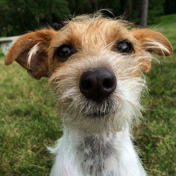 adorable face of a Jack Russell while at the park