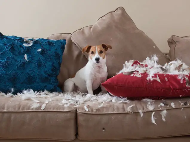  Jack Russell sitting on the sofa with shredded pillows