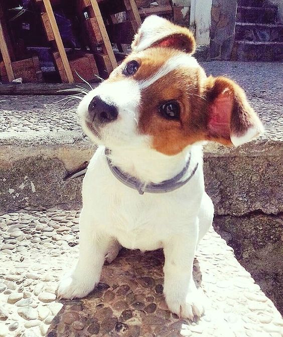 Jack Russell puppy tilting its head