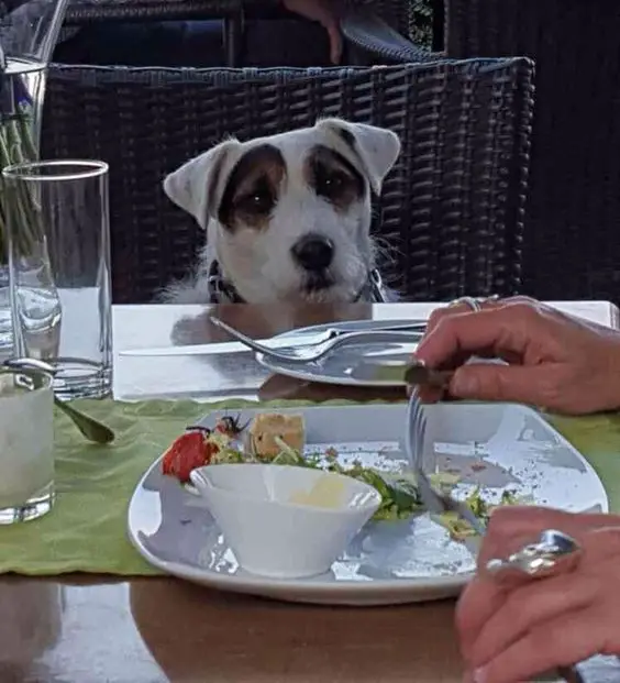 Jack Russell dog sitting on the chair while watching its owner eat