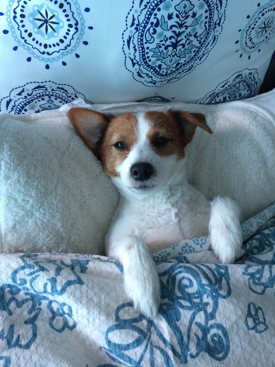 Jack Russell dog in bed
